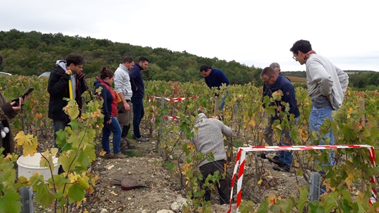 Formation en viticulture